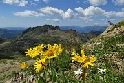 66  Doronico dei macereti (Doronicum grandiflorum) con vista verso i Laghi Gemelli 